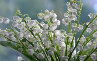 MUGUET