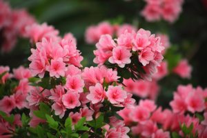 printemps