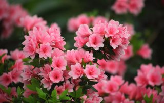 printemps