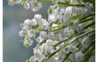 muguet